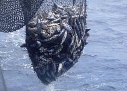 La flota atunera ecuatoriana respeta las medidas de ordenamiento para la captura de la especie y ejecuta acciones para reducir la pesca incidental.