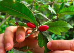La fruta milagrosa es una baya tiene un efecto modificador del sabor, su glicoproteína llamada miraculina transforma los sabores ácidos en dulces.