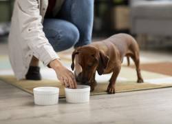 ¿Tu mascota necesita vitaminas? Guía de suplementos para perros y gatos sanos