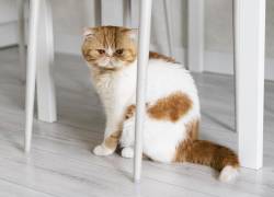 Sobrepeso en gatos: un riesgo real que pocos notan