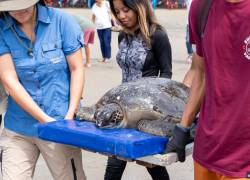 NIRSA se destaca por sus iniciativas que impactan positivamente en el bienestar del océano y la fauna marina.