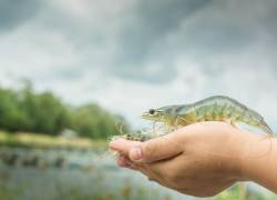 Genetistas internacionales afirman que los rendimientos obtenidos en laboratorios y piscinas con el Litopenaeus vannamei ecuatoriano están entre los mejores a nivel mundial.
