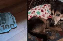 Miles de usuarios reaccionan ante la pregunta ¿Qué hago? de un joven que grabó y publicó a su perro tras destrozar billetes en su casa mientras él no estaba.