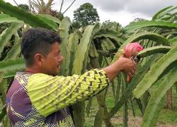 Existen más de 2.200 productores de pitahaya en el Ecuador.