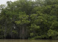 Sundaris en la isla Santay: El misterioso arribo de una especie exótica de Asia en el manglar ecuatoriano