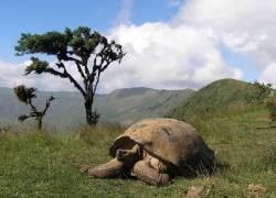 La información genética contribuye a mejorar el manejo actual de quelonios (tortugas) de Galápagos, tanto en estado natural como en los centros de crianza.