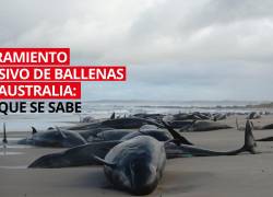 VIDEO | Varamiento masivo en Australia: más de 150 ballenas mueren o serán sacrificadas