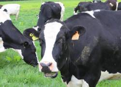 Con su modelo de ganadería sostenible, Tonicorp ha contribuido a la reducción de la huella de carbono en la producción de leche.
