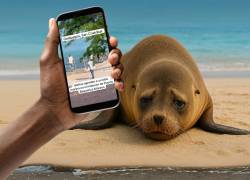 Parque Nacional Galápagos se pronuncia ante presunta agresión a lobo marino