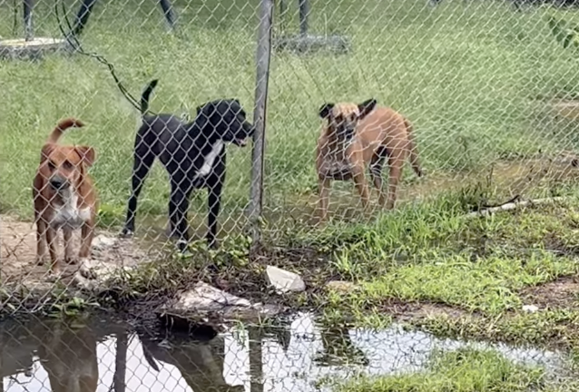 Lluvias en Ecuador ponen en riesgo a animales en refugios y en las calles: así puedes ayudar