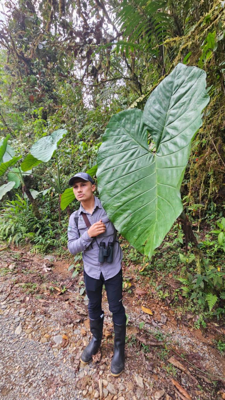 $!Uno de los guías de Mashpi Lodge, cuyo conocimiento de la reserva es fundamental para los estudios de la zona, acompaña a un grupo de turistas.