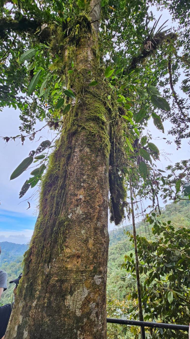 $!Un árbol de tronco enorme, que puede alcanzar los 45 metros de altura, llamó la atención de los primeros biólogos que visitaron la reserva del Mashpi en el 2009.