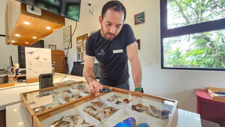 $!Mateo Roldán dirige, dentro de Mashpi Lodge, al grupo de cinco especialistas dedicados a la investigación y preservación de la riqueza natural de la zona.
