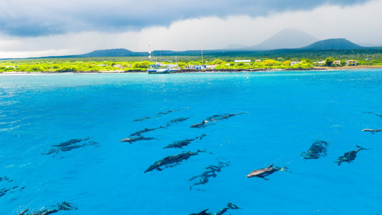 VIDEO | Más de 100 delfines sorprendieron a guardaparques en Galápagos