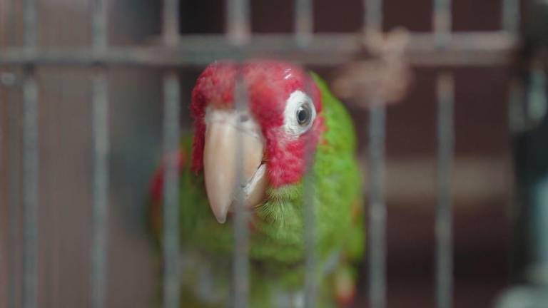 Plumas cortadas, libertad robada: la lucha de una aratinga de Guayaquil por volver a volar