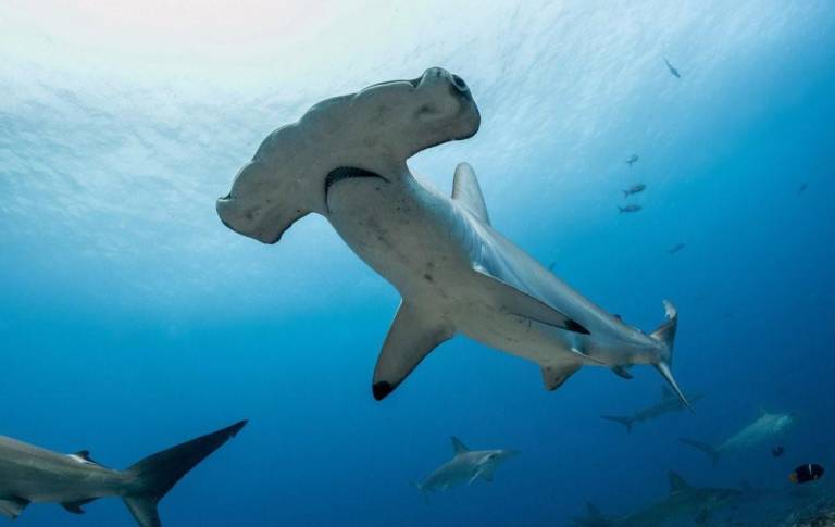 $!La USAID había comprometido un fondo que financiaba el proyecto 'Habla Tiburón' para Galápagos, por un lapso de cinco años.