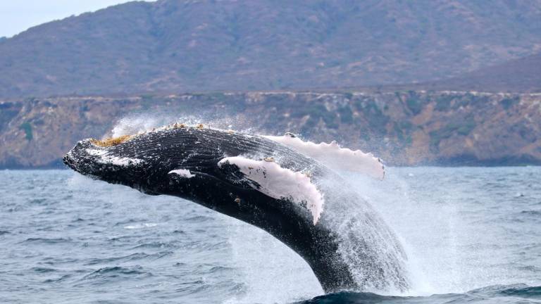 Las ballenas jorobadas migran más de siete mil kilómetros cada año desde la Antártida a Ecuador para aparearse y tener a sus crías.