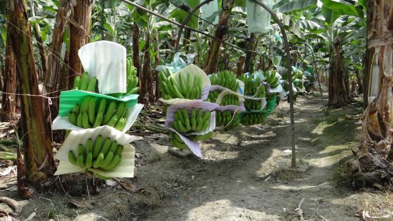 Más de 8.000 hectáreas de banano en El Oro consideradas de alto riesgo fitosanitario