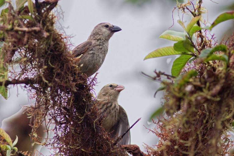 $!Posible nueva especide de pinzón en San Cristóbal, Galápagos.