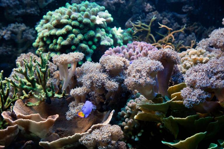 $!Imagen que muestra arrecifes de coral.