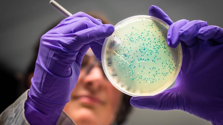 La bacteria leptospira suele estar en las heces u orina de ciertos animales infectados.