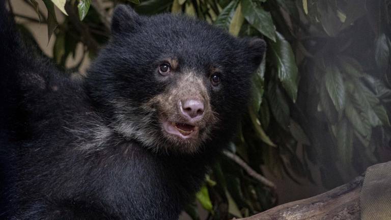 Fotografía de Sisa, una osezna andina de aproximadamente un año que halló un refugio en el Zoológico de Quito.