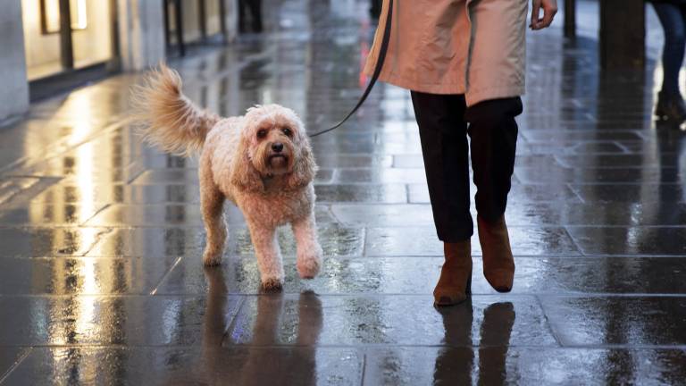 Un perro caminando en la calle en un día lluvioso.