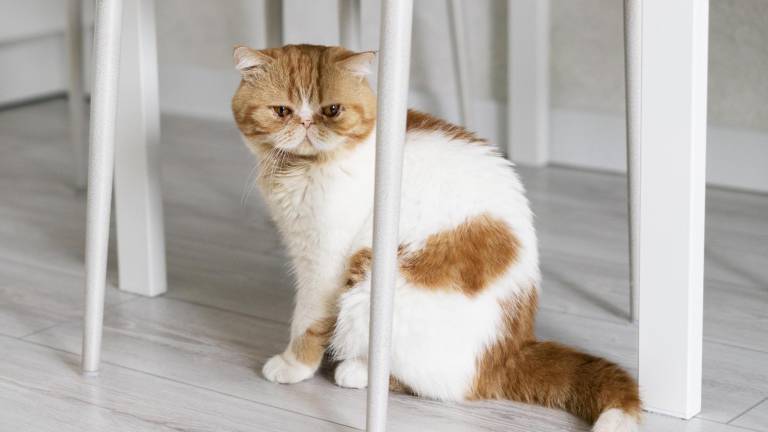 Sobrepeso en gatos: un riesgo real que pocos notan