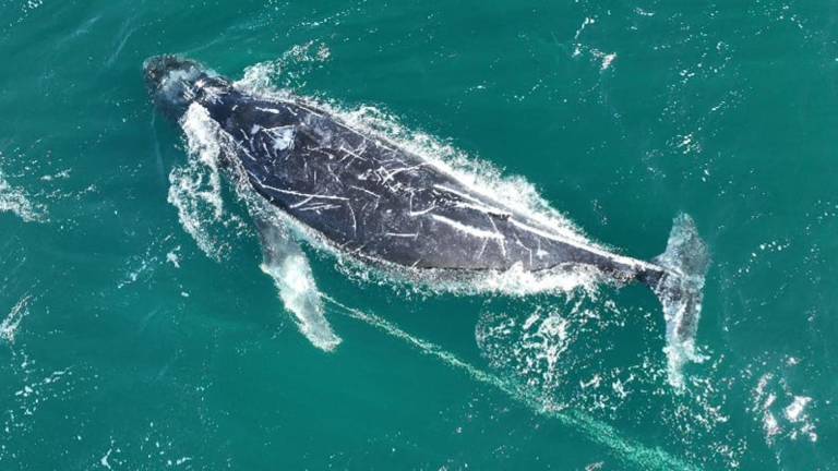 Fotografía cedida por la Organización para el Rescate e Investigación de Cetáceos en Australia (ORRCA), que muestra a una ballena jorobada en el mar, en Sídney (Australia).