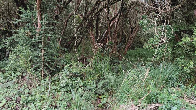 Ecuador es parte de un programa regional de conservación de ecosistemas andinos