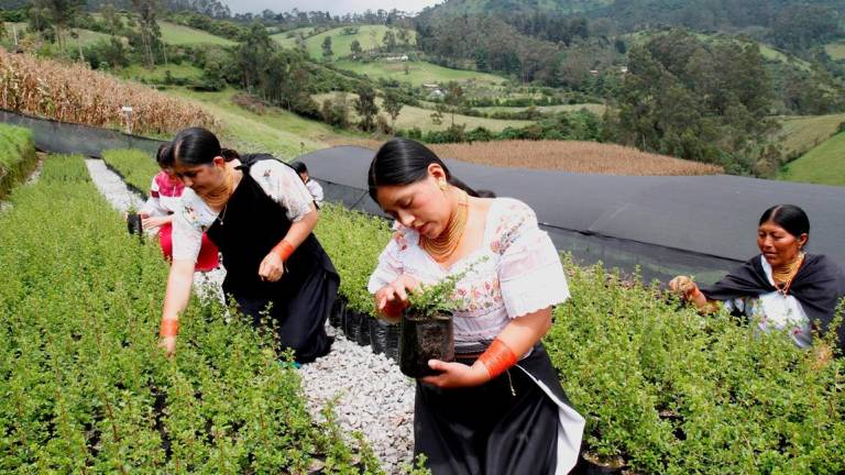 Mojandita-Curubí es una de las 20 comunidades que trabajan activamente en el programa Acción Andina en Ecuador.