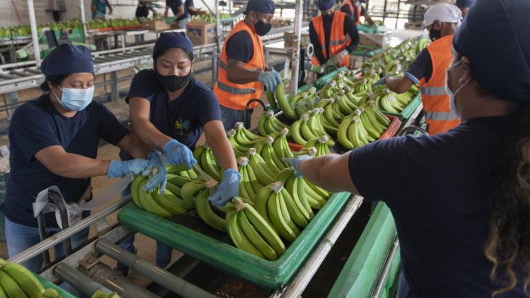 ¿Por qué la mayoría de droga sale del Ecuador en cajas de banano? Exportadores luchan contra la 'contaminación'