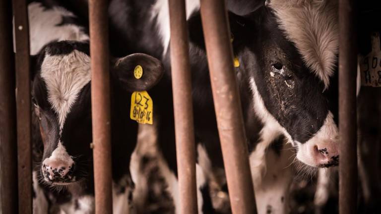 Asamblea debate este lunes la Ley LODA: colectivo advierte regresión en derechos de los animales