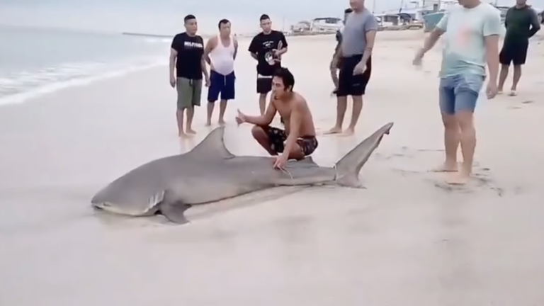 VIDEO | Tiburón varado en Crucita no fue encontrado, sino retirado por pescadores, confirma el Ministerio de Ambiente
