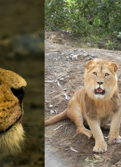El león Simba era una criatura apreciada por los visitantes del Bioparque Amaru.